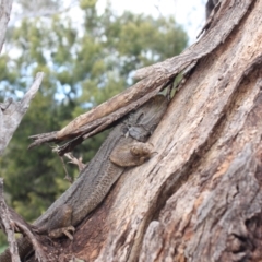 Pogona barbata (Eastern Bearded Dragon) at Ainslie, ACT - 18 Sep 2022 by DavidForrester