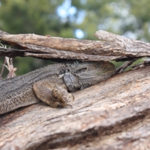 Pogona barbata at Ainslie, ACT - suppressed