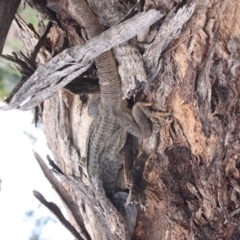 Pogona barbata at Ainslie, ACT - suppressed