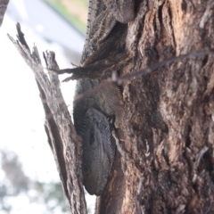 Pogona barbata at Ainslie, ACT - suppressed