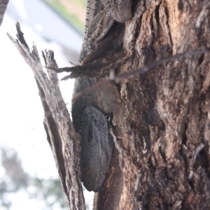 Pogona barbata at Ainslie, ACT - suppressed