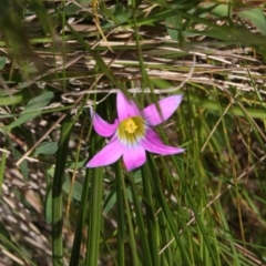 Romulea rosea var. australis (Onion Grass) at Pialligo, ACT - 18 Sep 2022 by DavidForrester