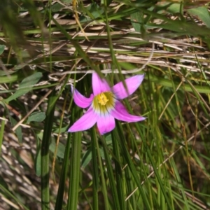Romulea rosea var. australis at Pialligo, ACT - 18 Sep 2022