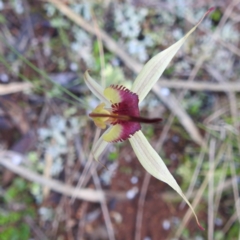 Caladenia stellata (Starry Spider Orchid) at Cocoparra National Park - 17 Sep 2022 by HelenCross