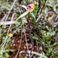 Caladenia stellata at suppressed - suppressed