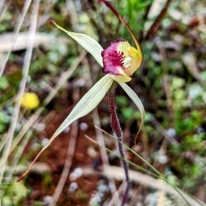 Caladenia stellata at suppressed - suppressed