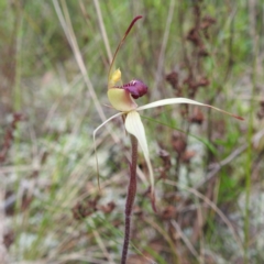 Caladenia stellata at suppressed - suppressed