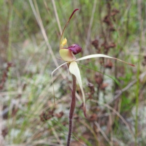 Caladenia stellata at suppressed - 17 Sep 2022