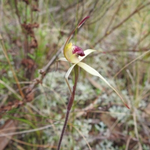 Caladenia stellata at suppressed - suppressed