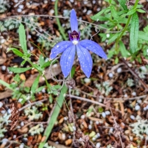 Cyanicula caerulea at Myall Park, NSW - suppressed