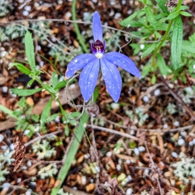 Cyanicula caerulea (Blue Fingers, Blue Fairies) at Cocoparra National Park - 17 Sep 2022 by HelenCross