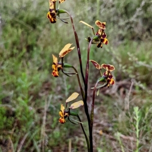 Diuris pardina at Myall Park, NSW - suppressed