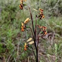 Diuris pardina (Leopard Doubletail) at Myall Park, NSW - 17 Sep 2022 by HelenCross