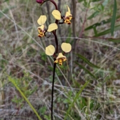 Diuris pardina at Myall Park, NSW - suppressed