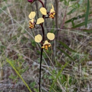 Diuris pardina at Myall Park, NSW - 17 Sep 2022