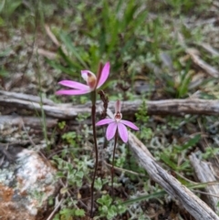 Caladenia fuscata (Dusky Fingers) at Cocoparra National Park - 17 Sep 2022 by HelenCross