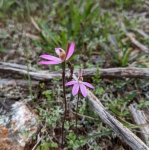 Caladenia fuscata at Myall Park, NSW - suppressed