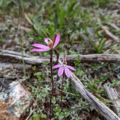 Caladenia fuscata (Dusky Fingers) at Cocoparra National Park - 17 Sep 2022 by HelenCross