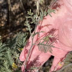 Acacia dealbata (Silver Wattle) at Booth, ACT - 17 Sep 2022 by JimL