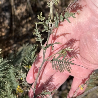 Acacia dealbata (Silver Wattle) at Booth, ACT - 17 Sep 2022 by JimL