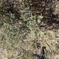 Acacia dealbata at Booth, ACT - 17 Sep 2022