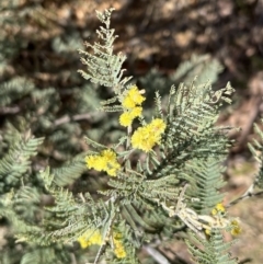 Acacia dealbata at Booth, ACT - 17 Sep 2022