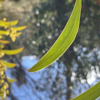 Acacia rubida (Red-stemmed Wattle, Red-leaved Wattle) at Booth, ACT - 17 Sep 2022 by JimL
