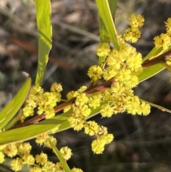 Acacia rubida at Booth, ACT - 17 Sep 2022 09:51 AM