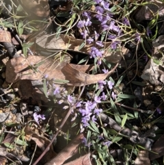 Hovea heterophylla (Common Hovea) at Booth, ACT - 17 Sep 2022 by JimL