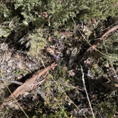 Hovea heterophylla at Booth, ACT - 17 Sep 2022