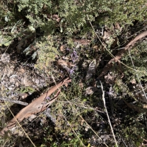 Hovea heterophylla at Booth, ACT - 17 Sep 2022