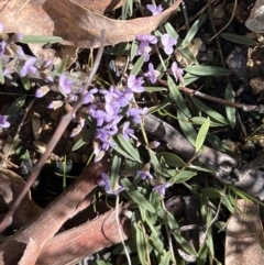 Hovea heterophylla at Booth, ACT - 17 Sep 2022