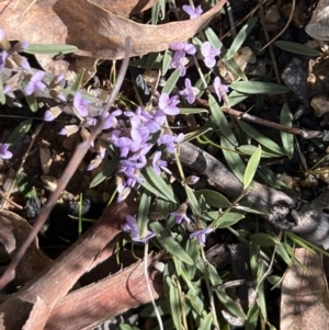 Hovea heterophylla at Booth, ACT - 17 Sep 2022