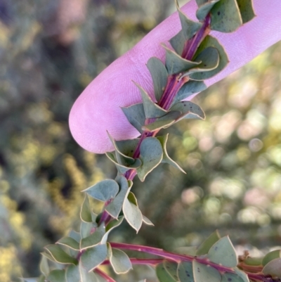 Acacia pravissima (Wedge-leaved Wattle, Ovens Wattle) at Booth, ACT - 17 Sep 2022 by JimL