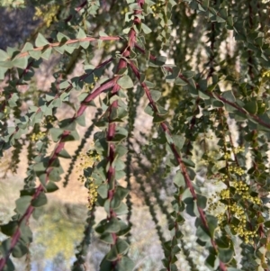 Acacia pravissima at Booth, ACT - 17 Sep 2022