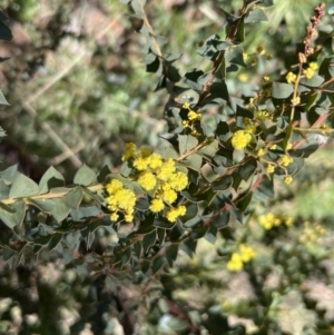 Acacia pravissima at Booth, ACT - 17 Sep 2022 09:47 AM