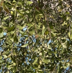 Acacia melanoxylon (Blackwood) at Lower Cotter Catchment - 11 Sep 2022 by JimL