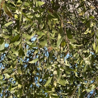 Acacia melanoxylon (Blackwood) at Lower Cotter Catchment - 11 Sep 2022 by JimL