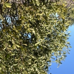 Acacia melanoxylon at Coree, ACT - 11 Sep 2022 12:16 PM