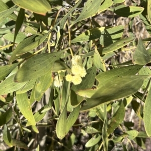 Acacia melanoxylon at Coree, ACT - 11 Sep 2022 12:16 PM