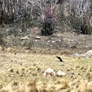 Canis lupus at Rendezvous Creek, ACT - 17 Sep 2022 12:14 PM