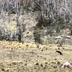 Canis lupus at Rendezvous Creek, ACT - 17 Sep 2022 12:14 PM