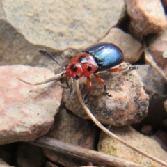 Calomela moorei (Acacia Leaf Beetle) at Mulligans Flat - 12 Sep 2022 by Christine