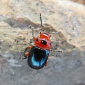 Calomela moorei at Bonner, ACT - 12 Sep 2022 02:37 PM