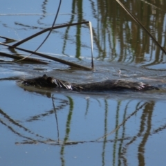 Hydromys chrysogaster (Rakali or Water Rat) at Lake Ginninderra - 13 Sep 2022 by Christine