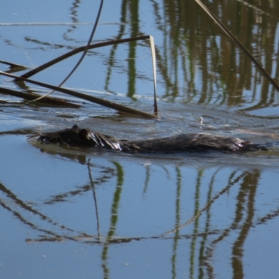 Hydromys chrysogaster (Rakali or Water Rat) at Belconnen, ACT - 13 Sep 2022 by Christine