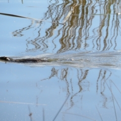 Hydromys chrysogaster at Belconnen, ACT - 13 Sep 2022