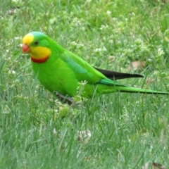 Polytelis swainsonii (Superb Parrot) at Belconnen, ACT - 8 Sep 2022 by Christine