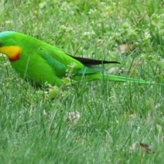 Polytelis swainsonii at Belconnen, ACT - suppressed