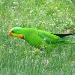 Polytelis swainsonii at Belconnen, ACT - suppressed